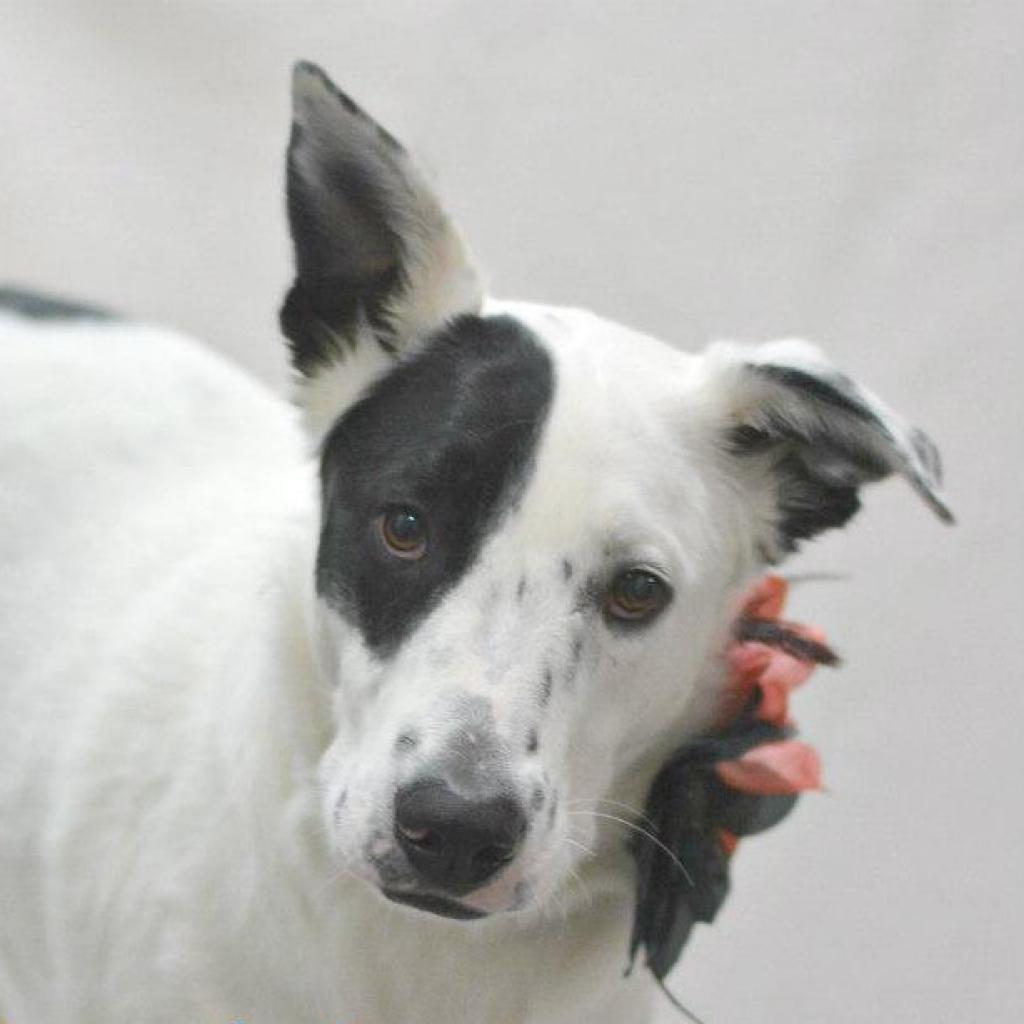 Light, an adoptable Shepherd in Lake Havasu City, AZ, 86406 | Photo Image 1