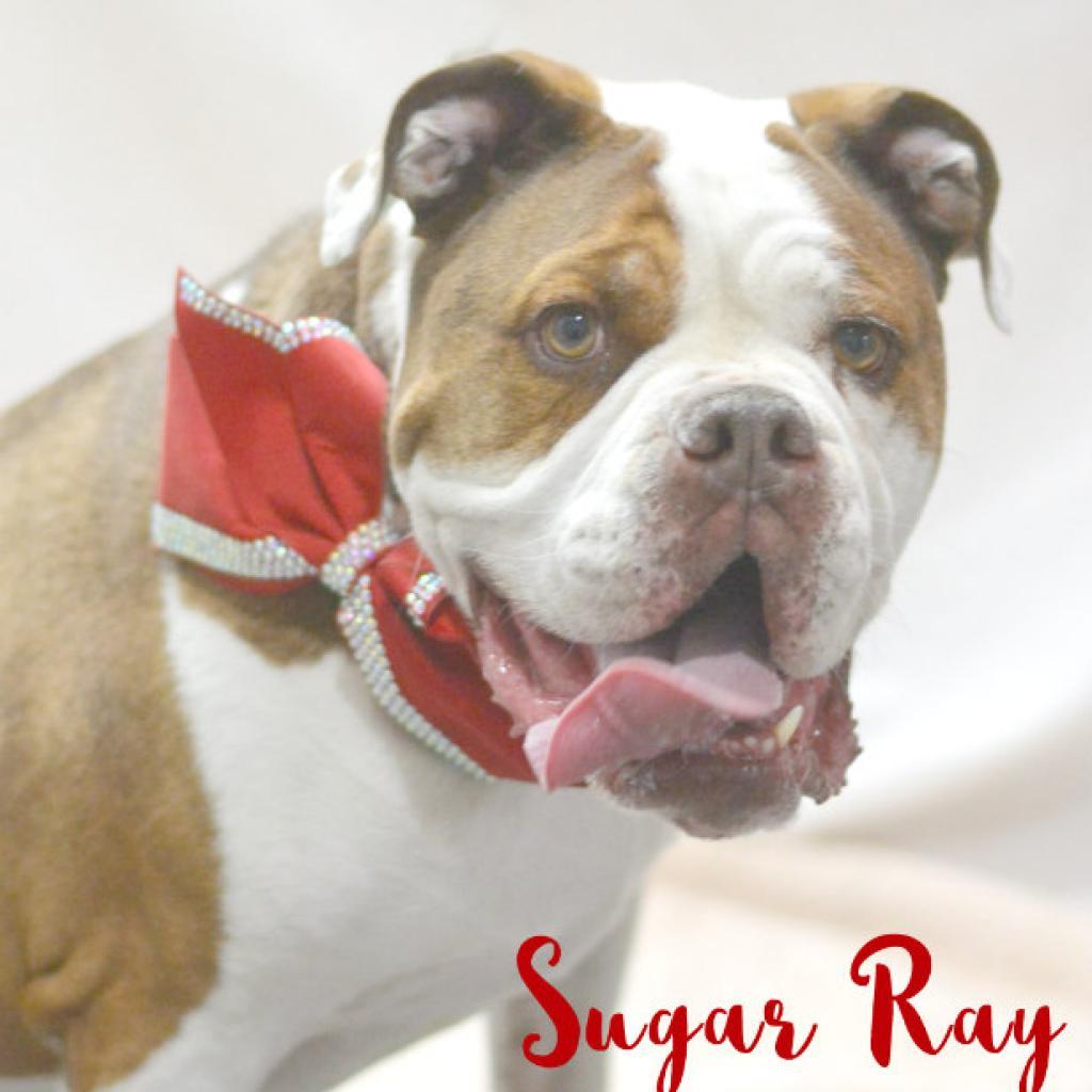 Sugar Ray, an adoptable English Bulldog in Lake Havasu City, AZ, 86406 | Photo Image 1