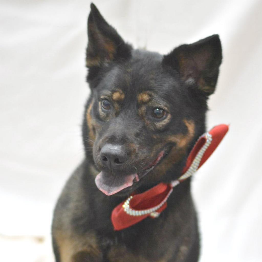 Lua, an adoptable Shepherd in Lake Havasu City, AZ, 86406 | Photo Image 1