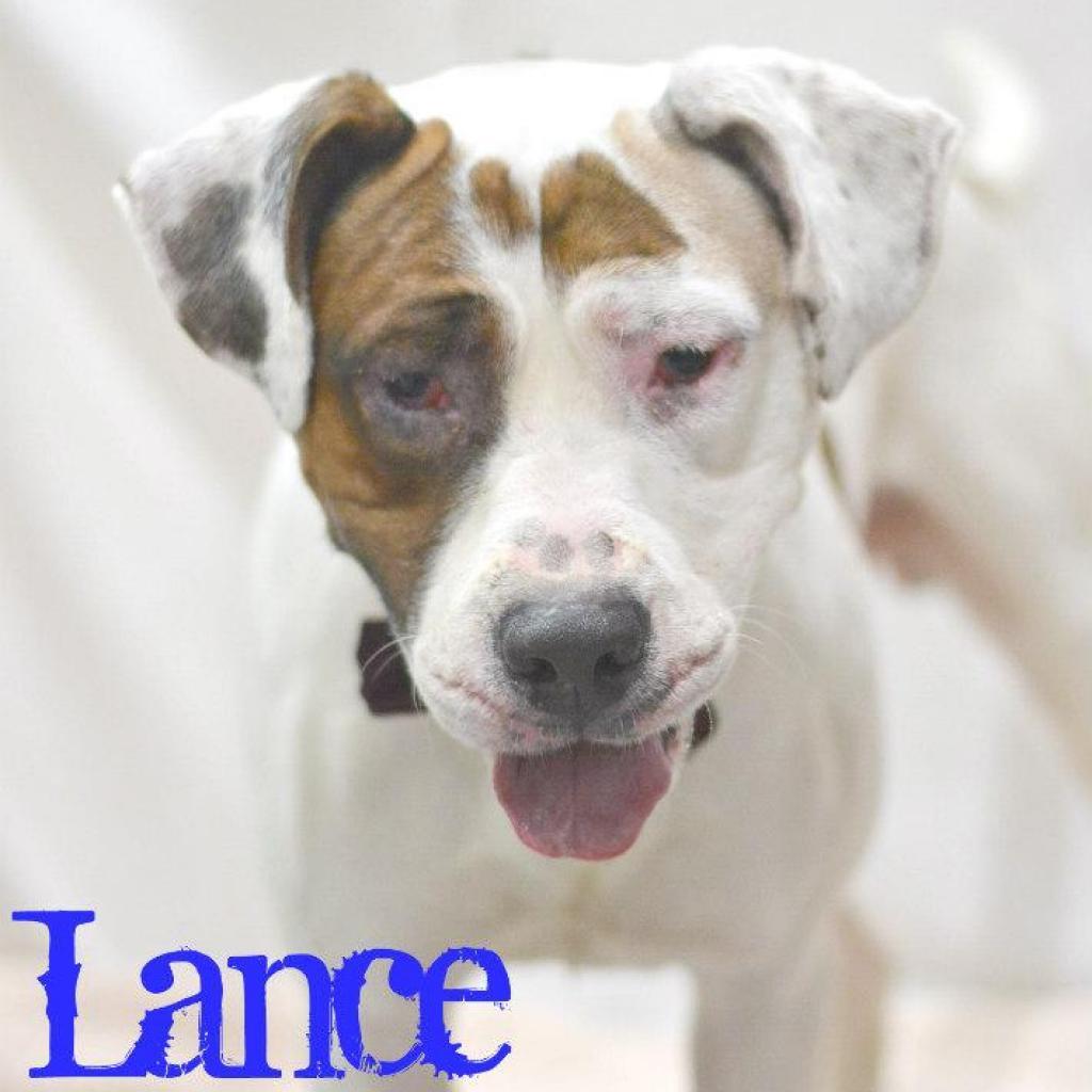 Lance, an adoptable Pit Bull Terrier in Lake Havasu City, AZ, 86406 | Photo Image 1