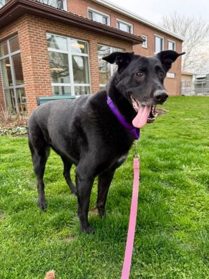 Starsky, Senior Male unknown
