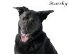 Starsky photo 6