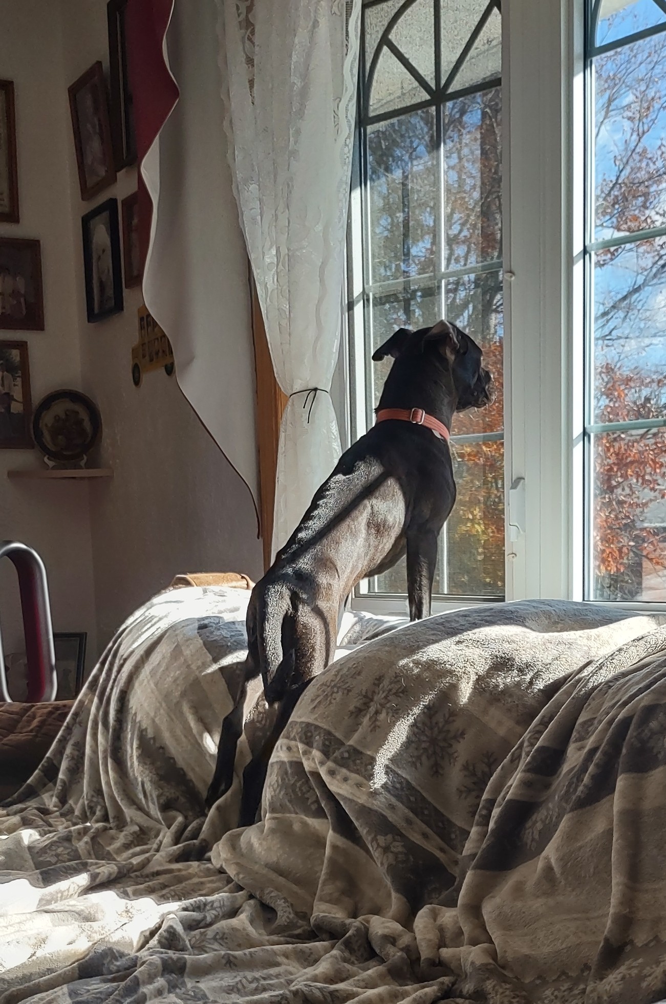 Bailey