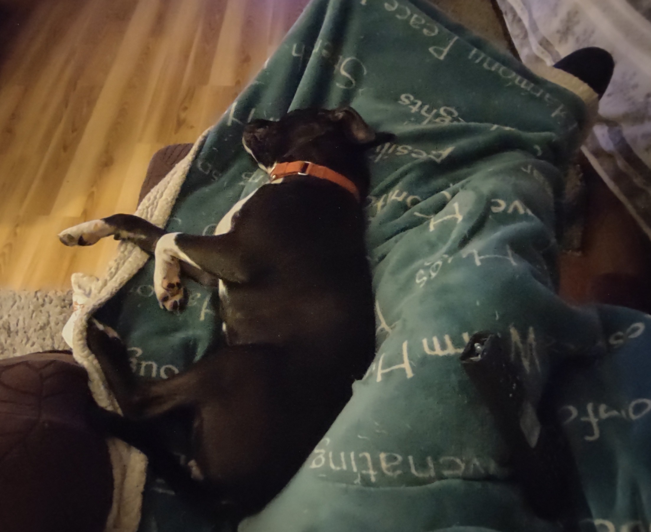 Bailey