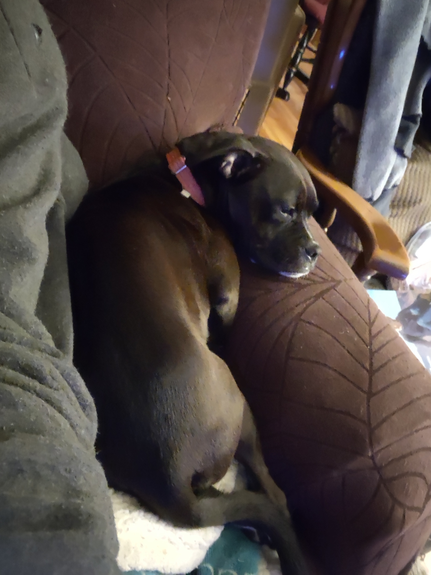 Bailey