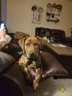 Cha-Cha, Young Female Pit Bull Terrier