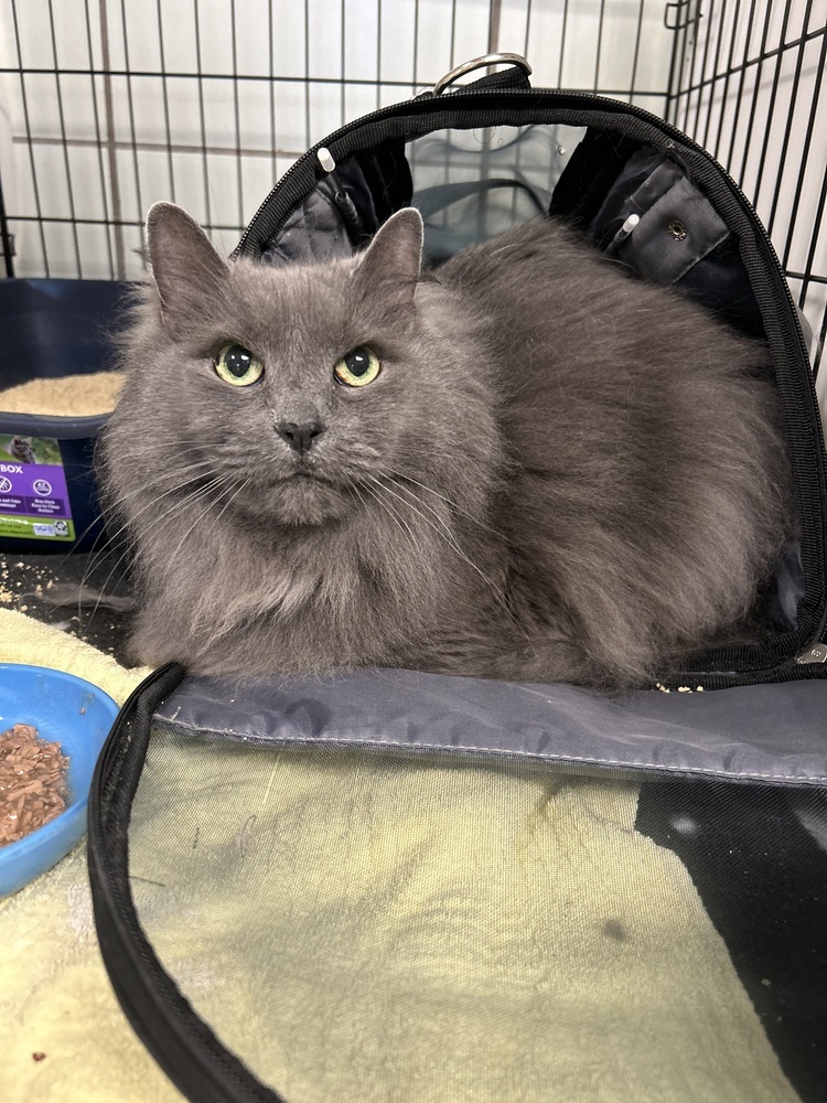 Jeter, an adoptable Domestic Long Hair in Fort collins, CO, 80526 | Photo Image 1