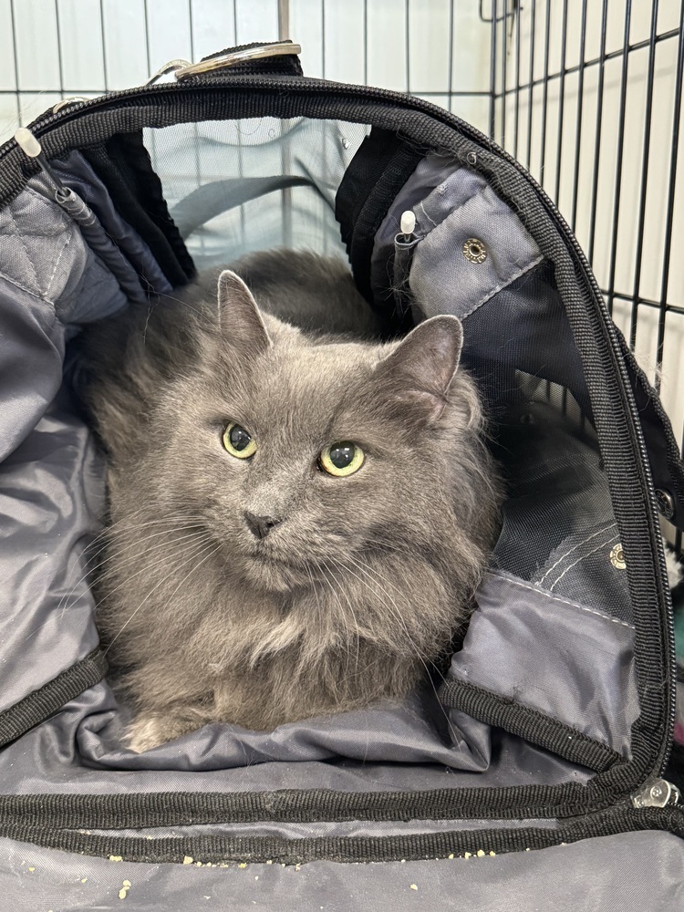 Jeter, an adoptable Domestic Long Hair in Fort collins, CO, 80526 | Photo Image 2