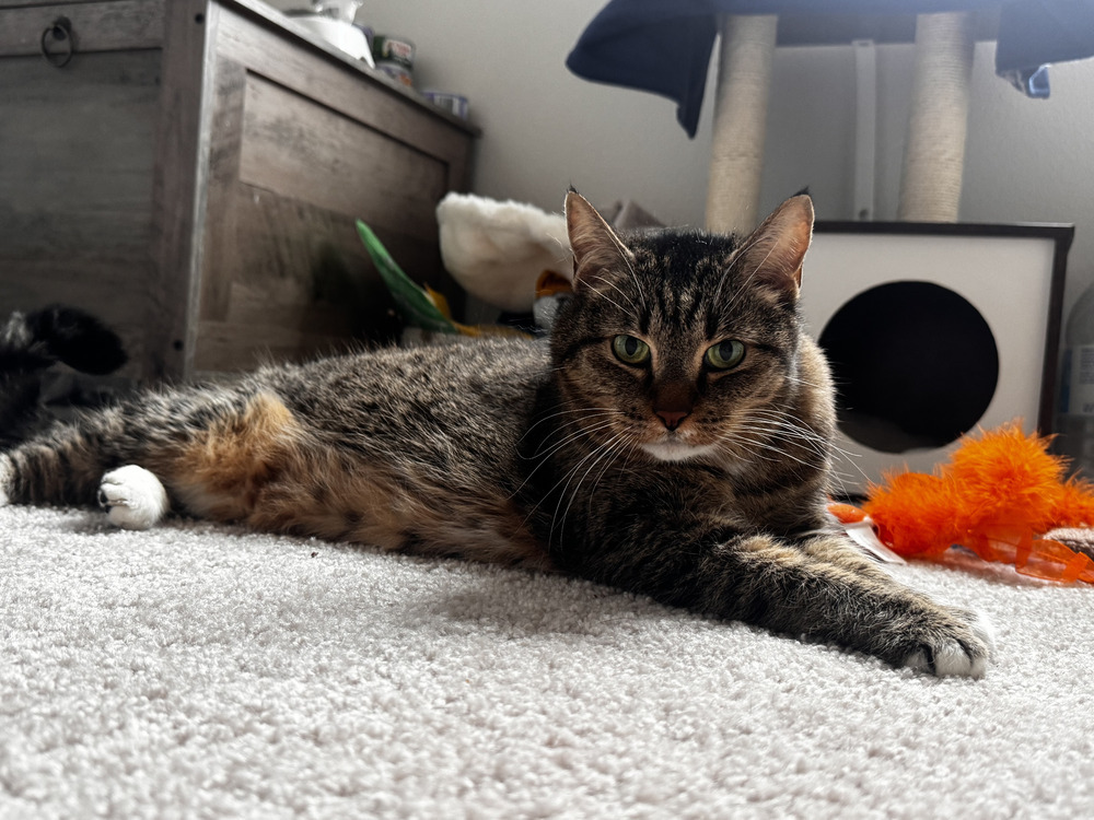 Addie (formerly known as Adin)