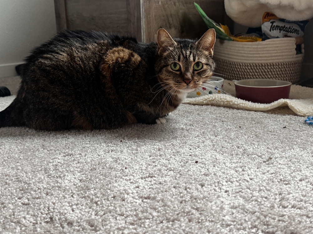 Addie (formerly known as Adin)