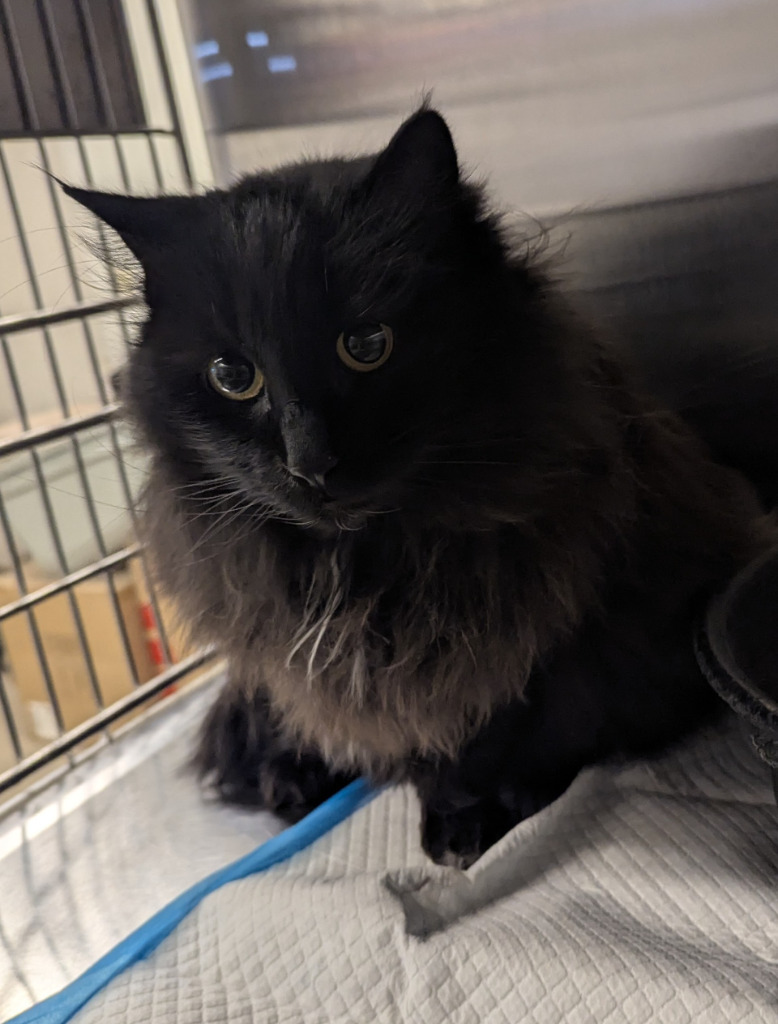 Hoppy, an adoptable Domestic Long Hair in Havre, MT, 59501 | Photo Image 1