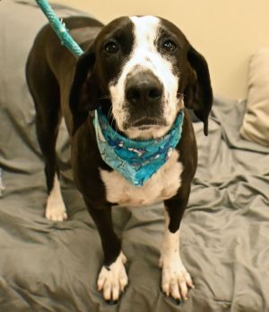 Lainey, Young Female Hound