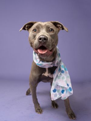 Hi Im Chappell Im a 3-year-old 47-pound spayed girl whos full of curiosity and charm I haven