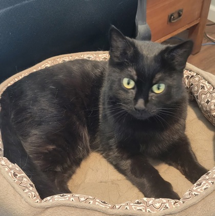 Minerva, an adoptable Domestic Short Hair in Pendleton, OR, 97801 | Photo Image 1