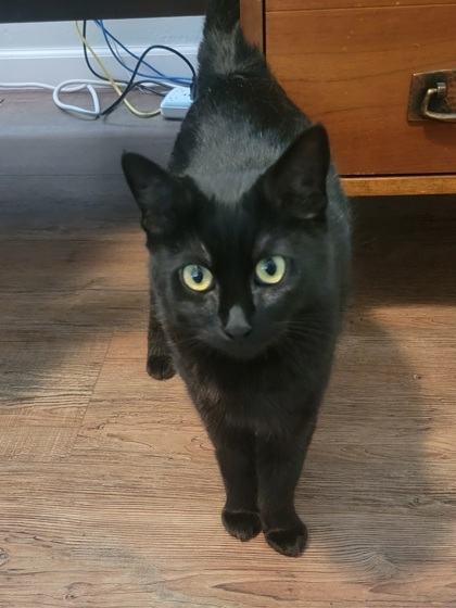 Minerva, an adoptable Domestic Short Hair in Pendleton, OR, 97801 | Photo Image 2