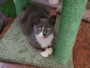 Granny Mae, Senior Female Domestic Short Hair