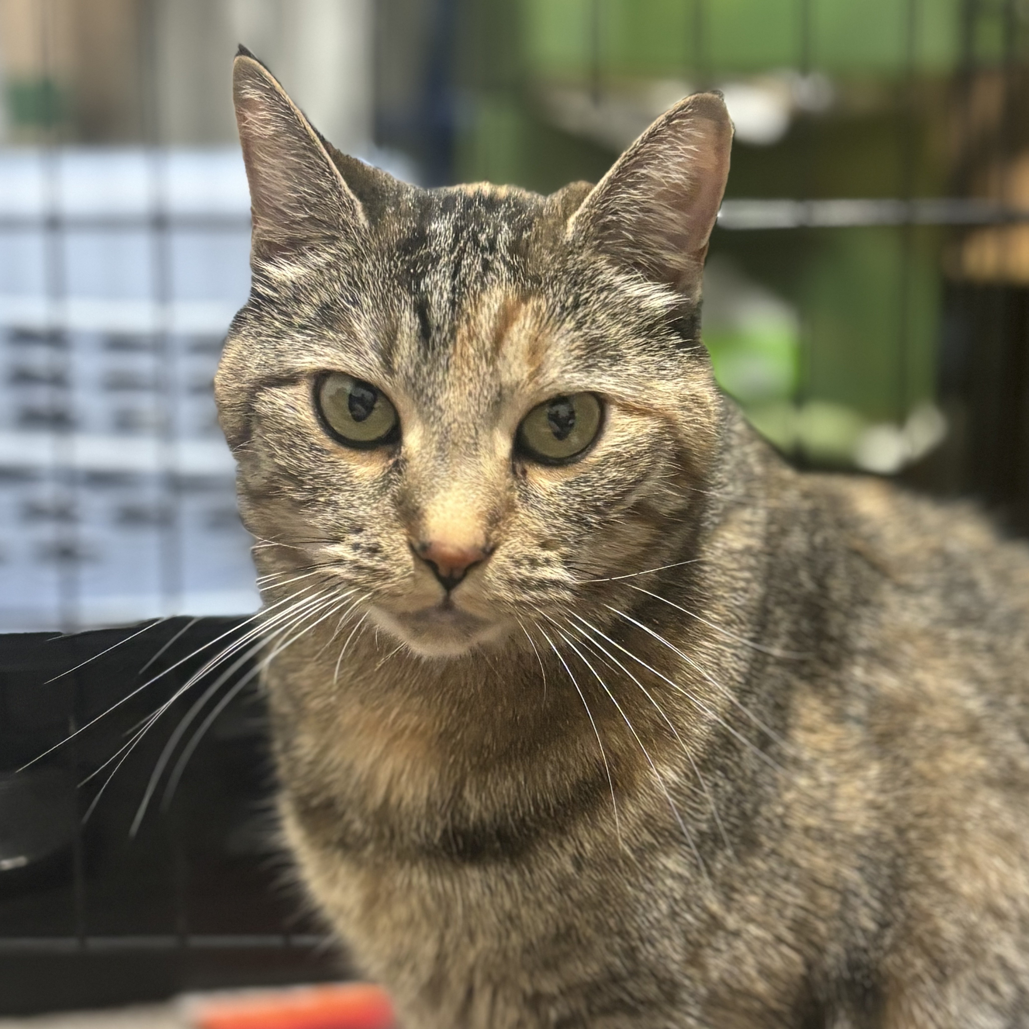 Pookie Povi [Permanent Foster]