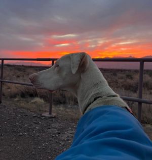 Casper, Adult Male Doberman Pinscher