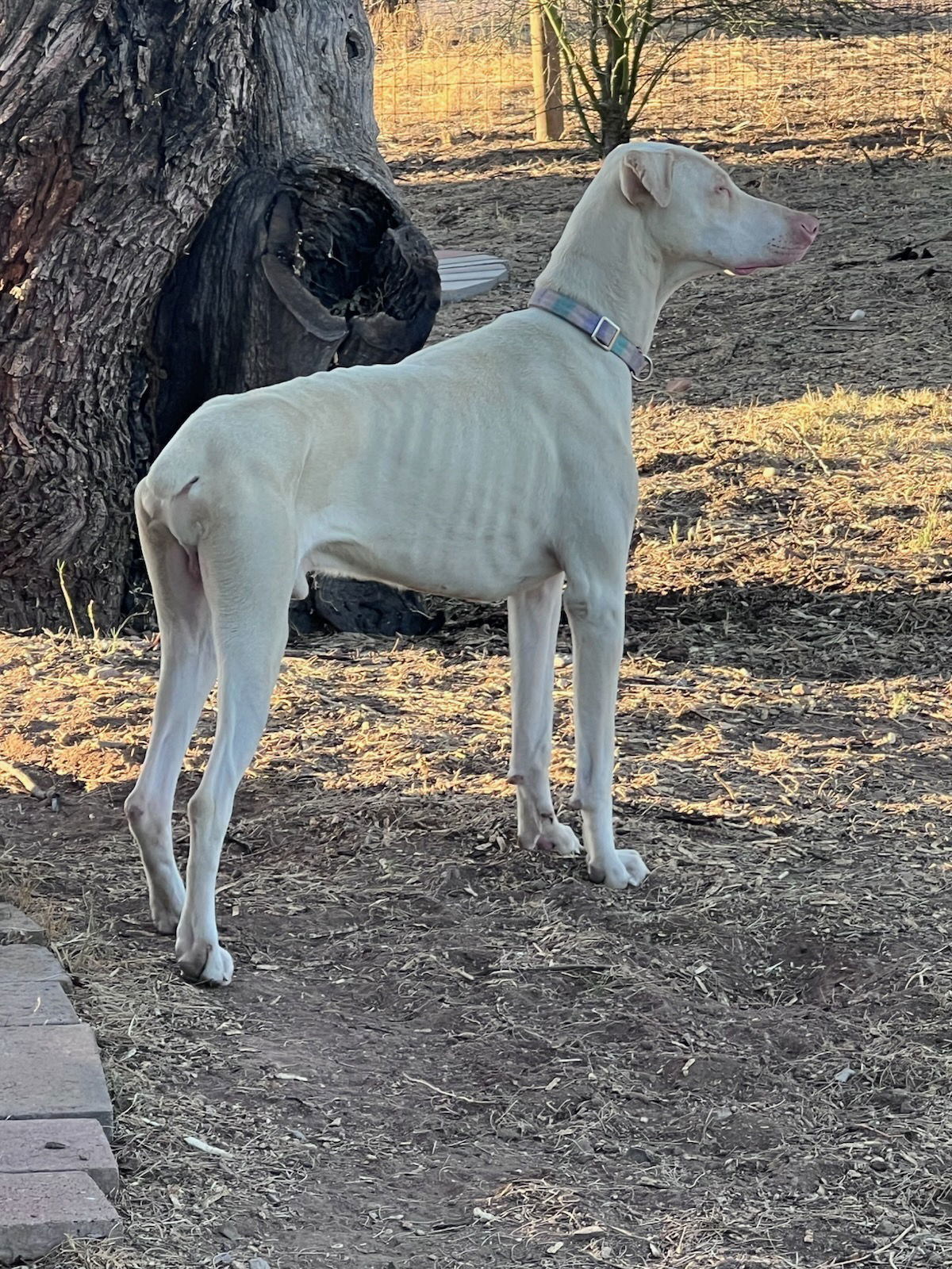 Casper