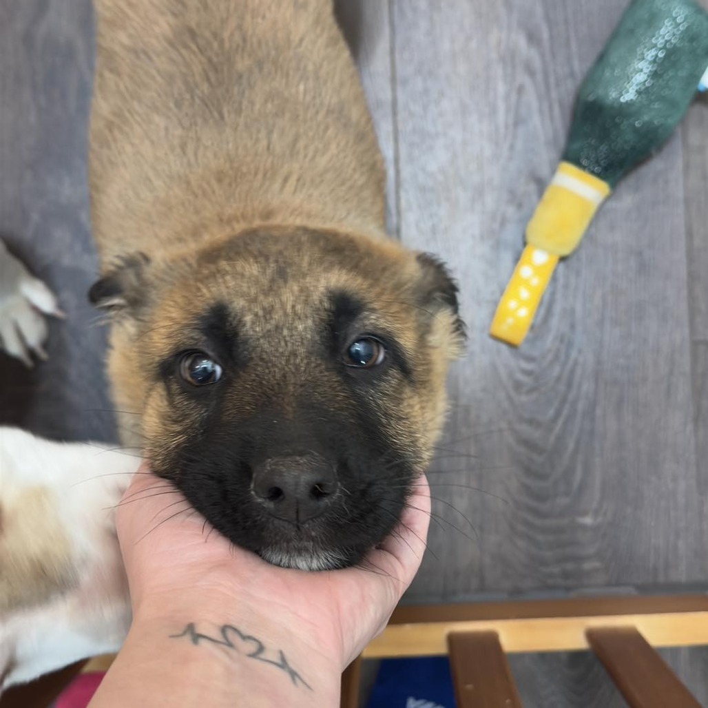 EVIE 24-374, an adoptable German Shepherd Dog in Bottineau, ND, 58318 | Photo Image 1