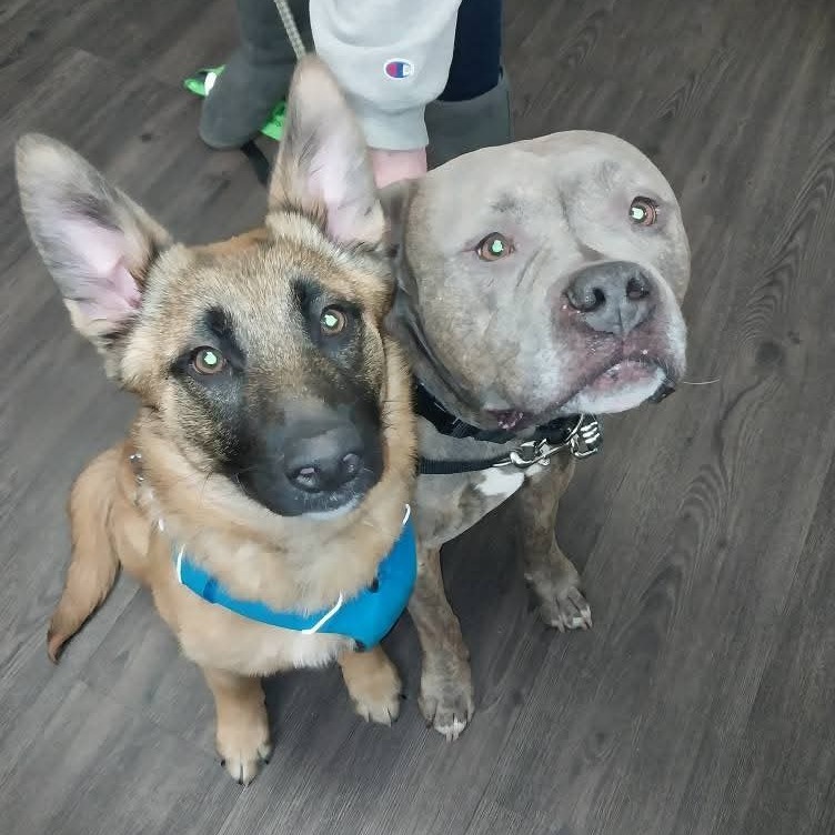 EVIE 24-374, an adoptable German Shepherd Dog in Bottineau, ND, 58318 | Photo Image 2