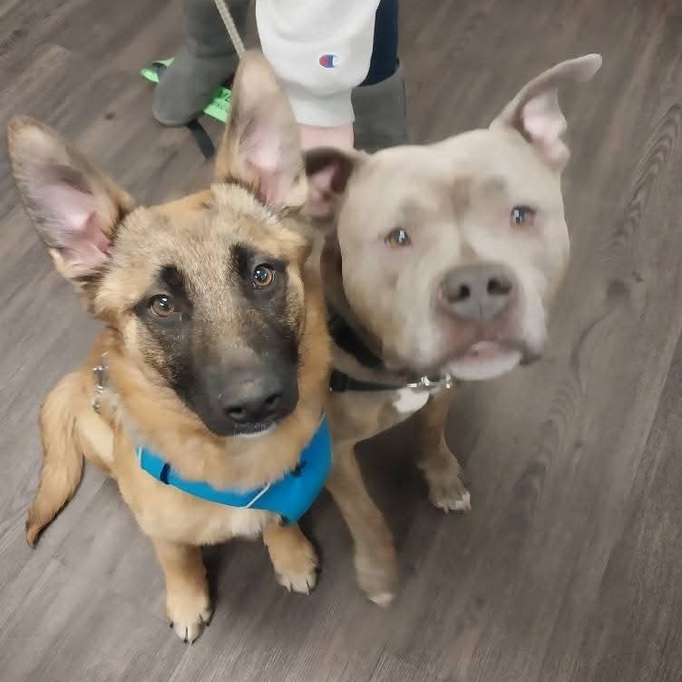 EVIE 24-374, an adoptable German Shepherd Dog in Bottineau, ND, 58318 | Photo Image 3
