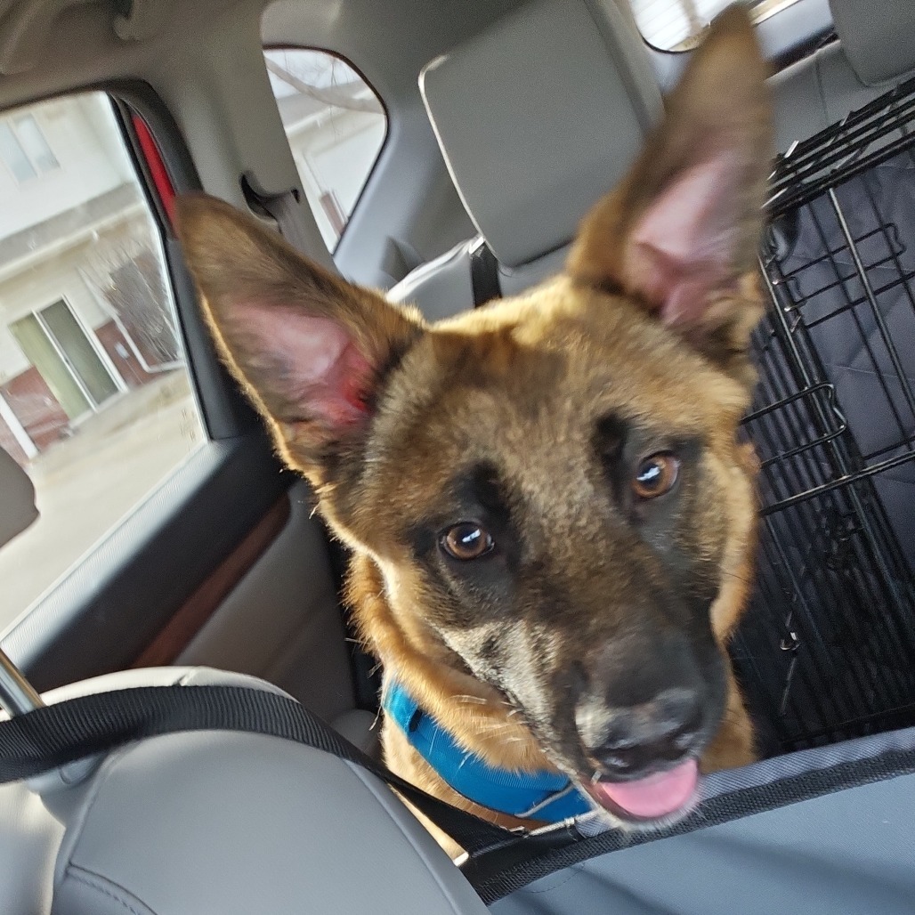 EVIE 24-374, an adoptable German Shepherd Dog in Bottineau, ND, 58318 | Photo Image 5