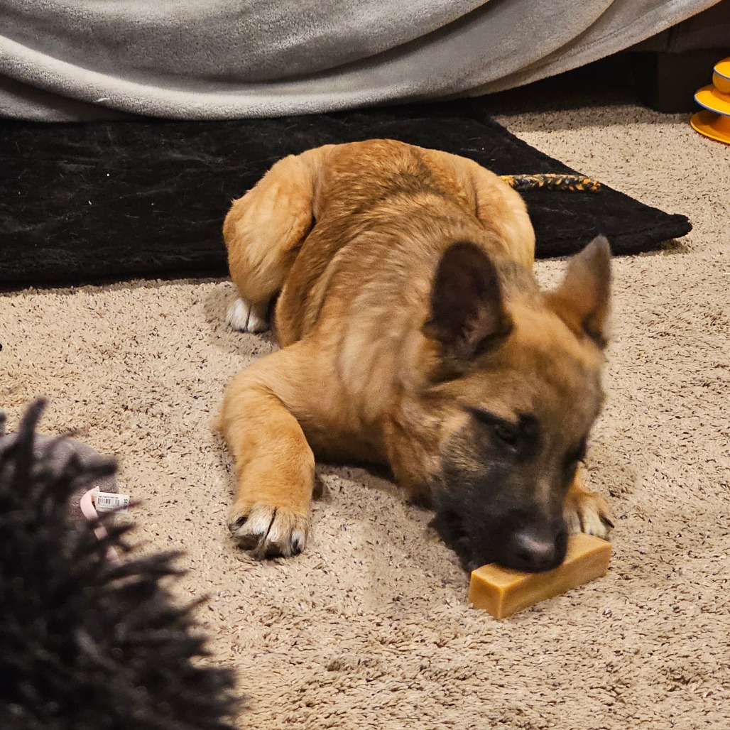 EVIE 24-374, an adoptable German Shepherd Dog in Bottineau, ND, 58318 | Photo Image 6