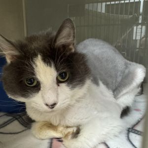 Squirrel, Adult Male Domestic Long Hair