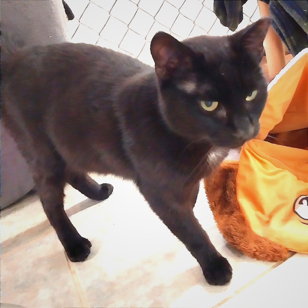 Captain Fuzpaws