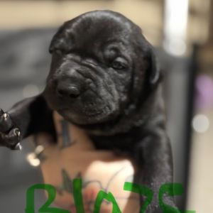 Bagheera, Baby Male Belgian Shepherd / Malinois