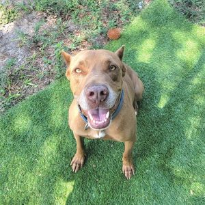 Kodak, Adult Male Mixed Breed