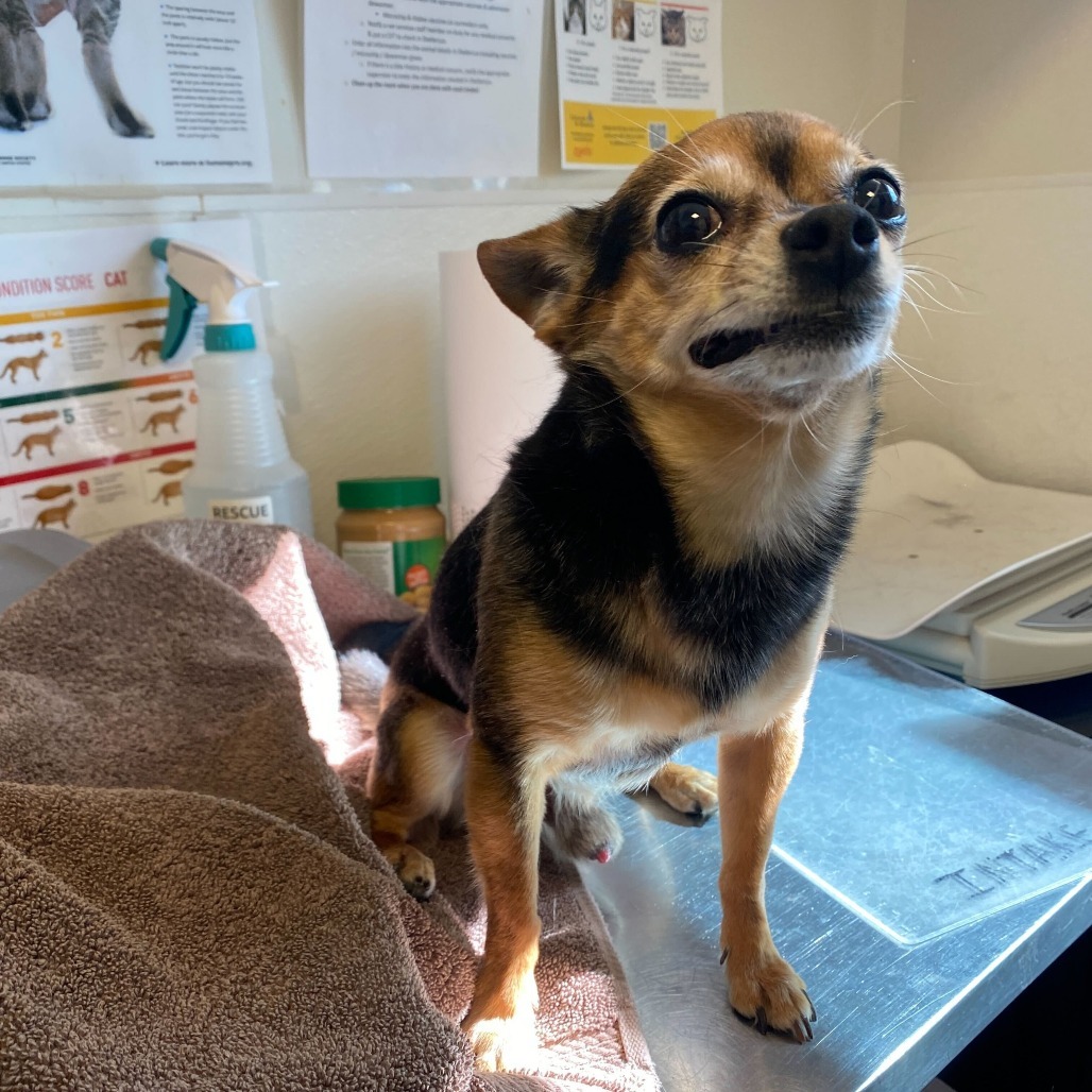 Nibbles, an adoptable Chihuahua in Rifle, CO, 81650 | Photo Image 1
