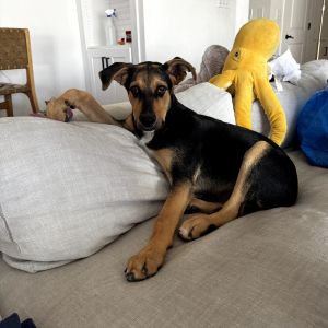 Zeus, Young Male Mixed Breed