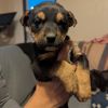 Zeus photo 2