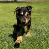 Zeus photo 3
