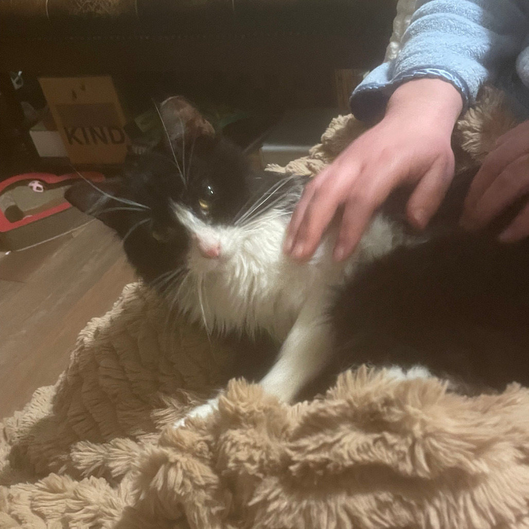 Domino
