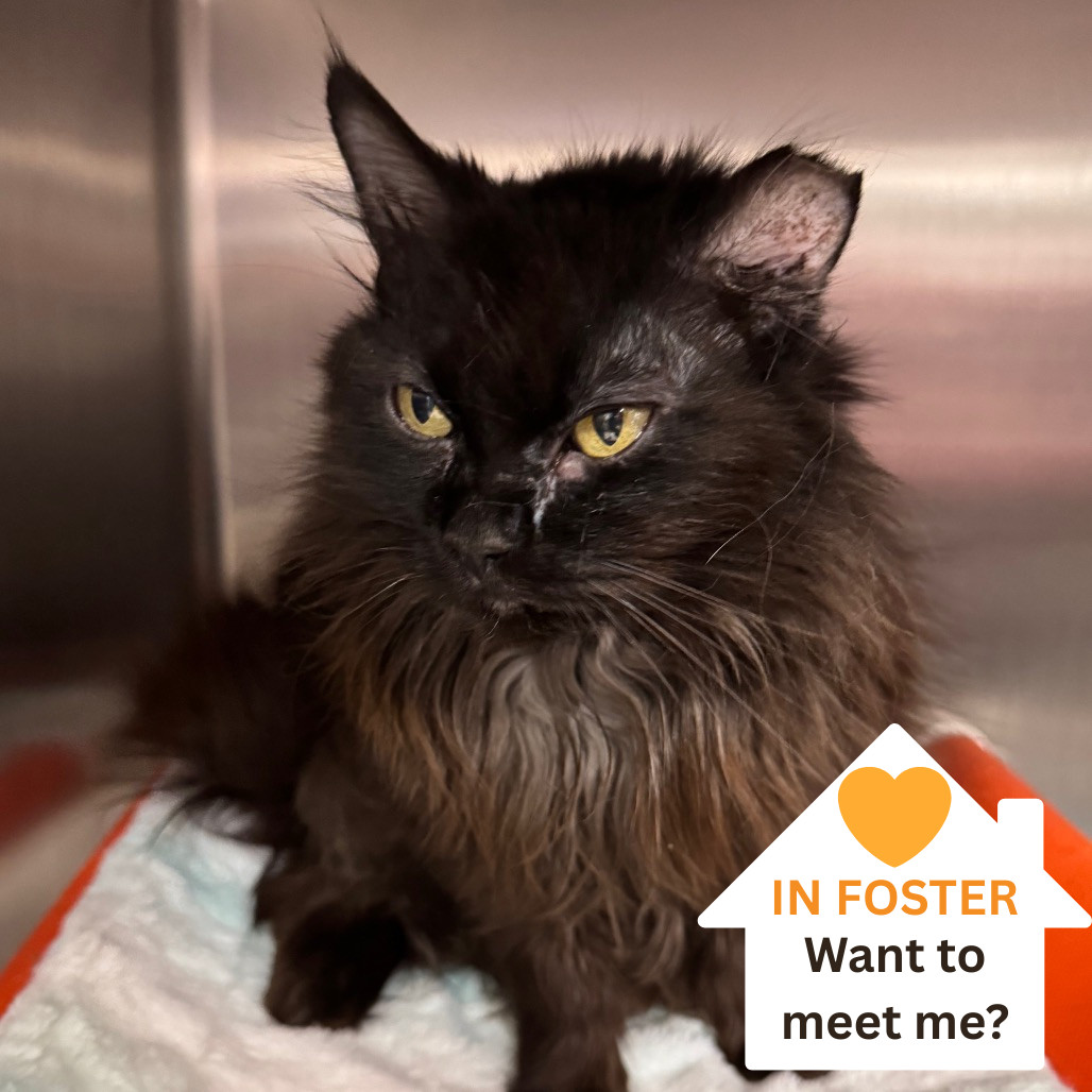 Mirage, an adoptable Domestic Long Hair in Salt Lake City, UT, 84106 | Photo Image 1