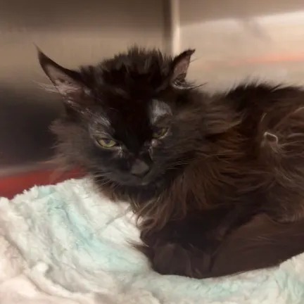 Mirage, an adoptable Domestic Long Hair in Salt Lake City, UT, 84106 | Photo Image 2