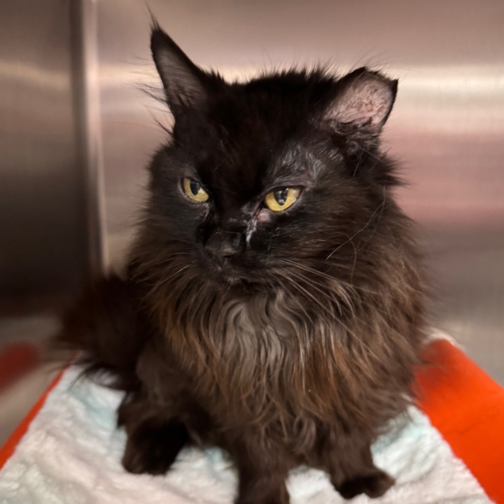 Mirage, an adoptable Domestic Long Hair in Salt Lake City, UT, 84106 | Photo Image 3