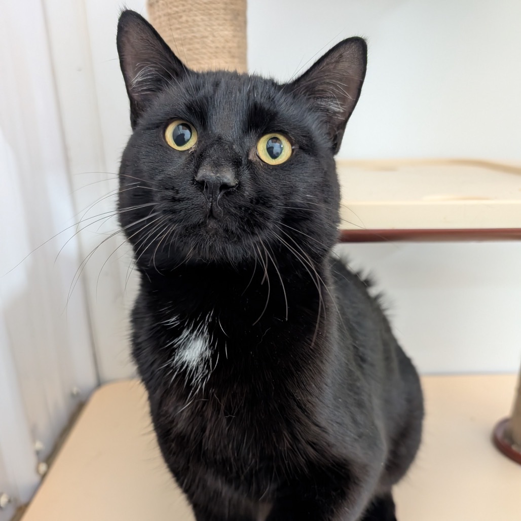 Johnny, an adoptable Domestic Short Hair in Nowata, OK, 74048 | Photo Image 1