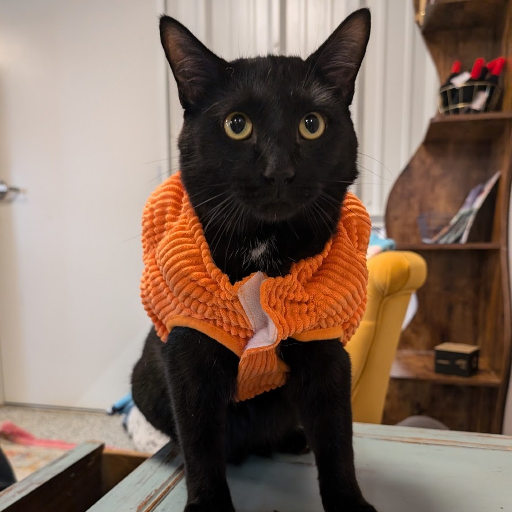 Johnny, an adoptable Domestic Short Hair in Nowata, OK, 74048 | Photo Image 1