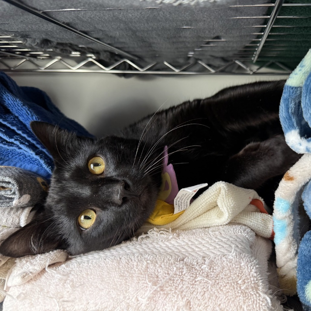 Johnny, an adoptable Domestic Short Hair in Nowata, OK, 74048 | Photo Image 3