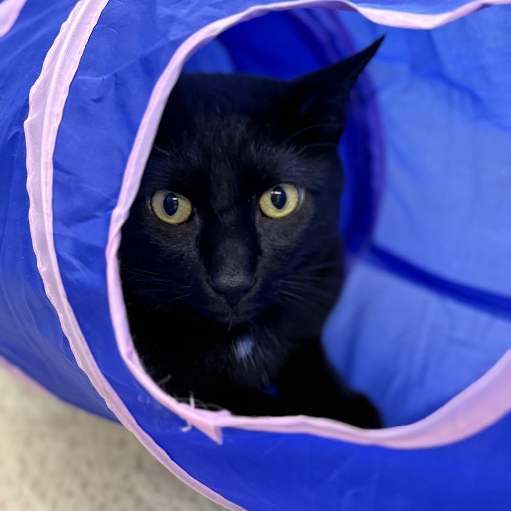 Johnny, an adoptable Domestic Short Hair in Nowata, OK, 74048 | Photo Image 4