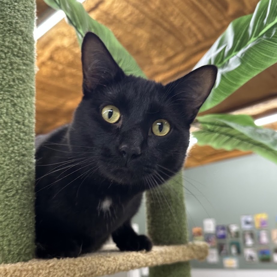 Johnny, an adoptable Domestic Short Hair in Nowata, OK, 74048 | Photo Image 4