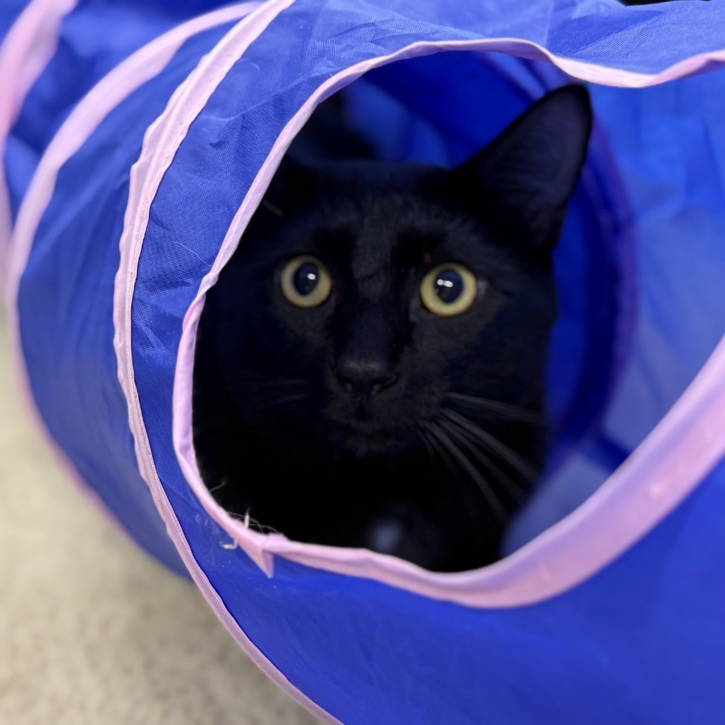 Johnny, an adoptable Domestic Short Hair in Nowata, OK, 74048 | Photo Image 5