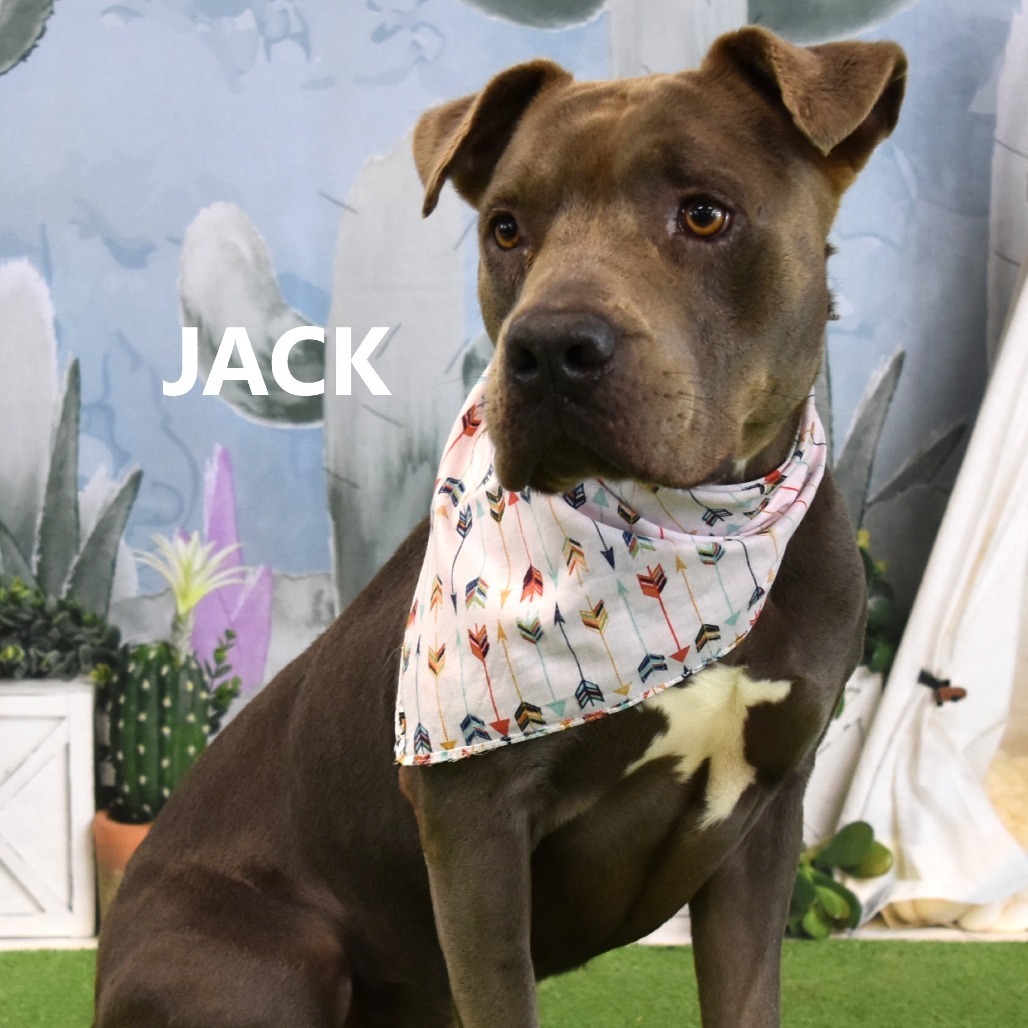 Jack, an adoptable Pit Bull Terrier in Yuma, AZ, 85365 | Photo Image 1