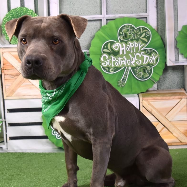 Jack, an adoptable Pit Bull Terrier in Yuma, AZ, 85365 | Photo Image 2