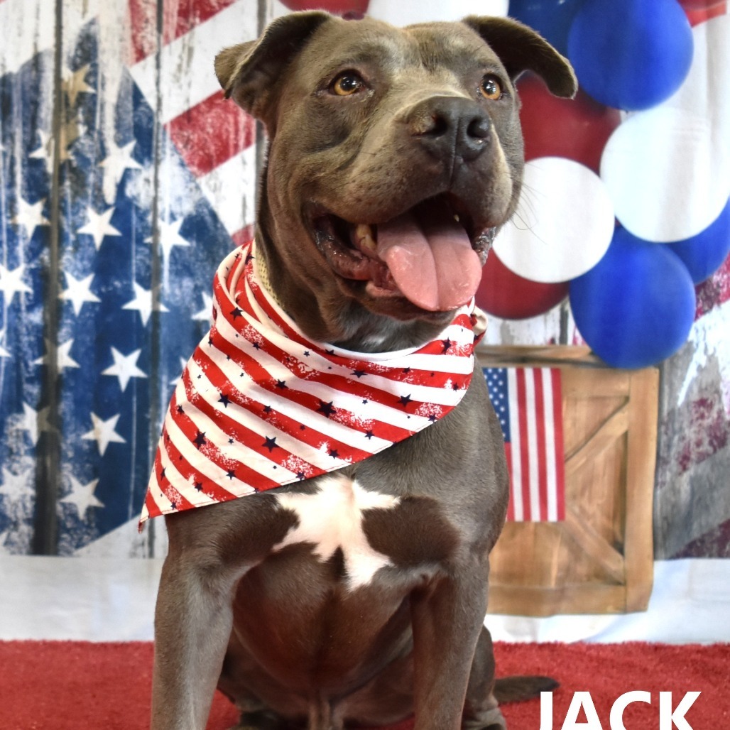 Jack, an adoptable Pit Bull Terrier in Yuma, AZ, 85365 | Photo Image 3
