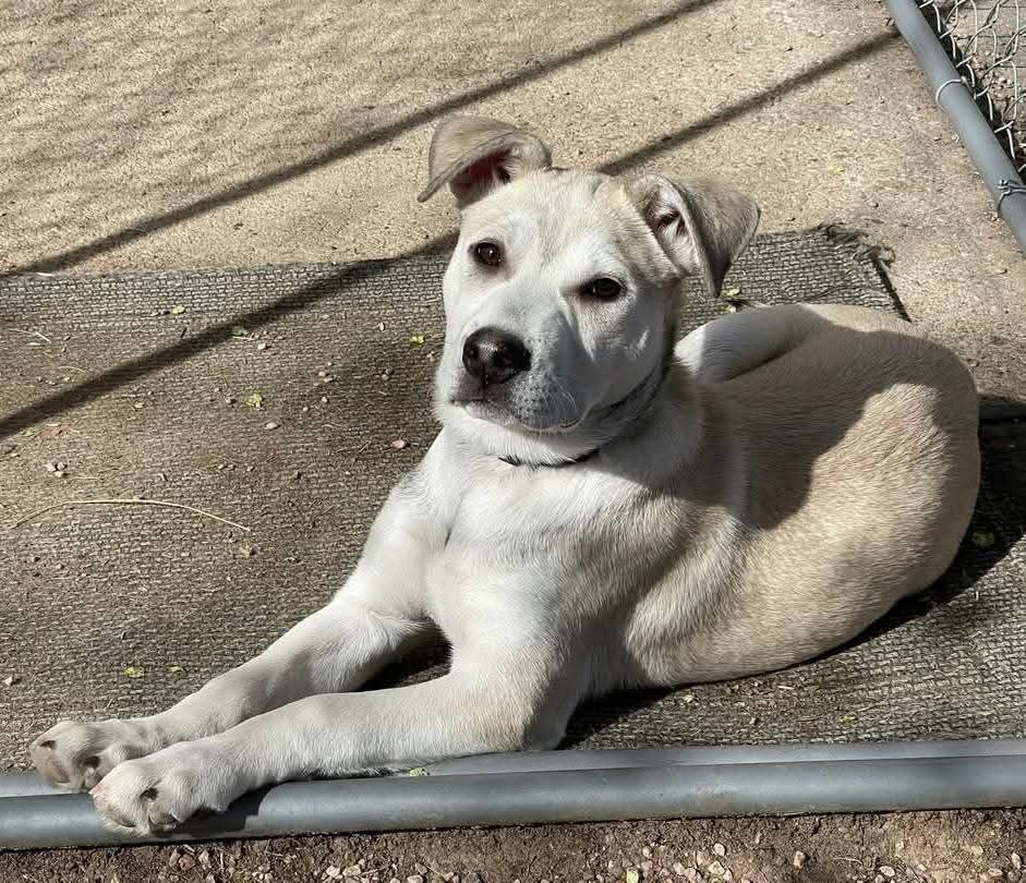 Ace, an adoptable Labrador Retriever, Shepherd in Cortez, CO, 81321 | Photo Image 2